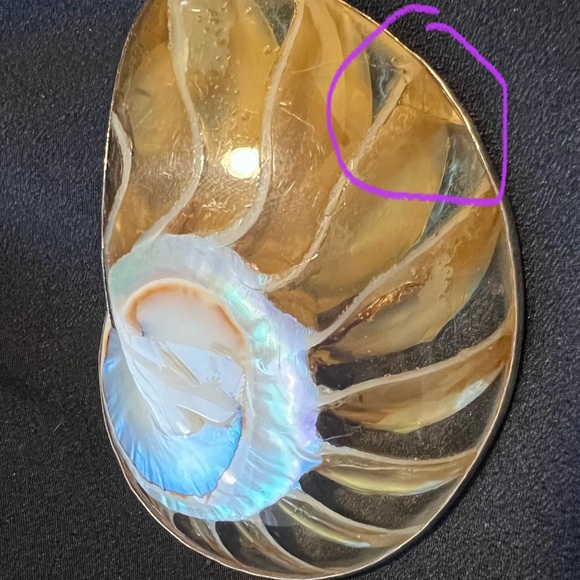 Nautilus Shell Pendant - Picture 3 of 6